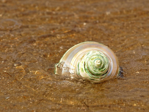 珍珠的貝殼在海浪。