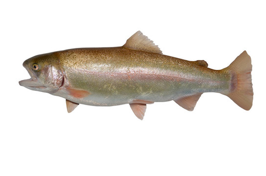 鮭鱒魚；