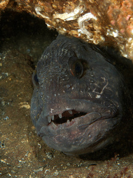 狼的魚