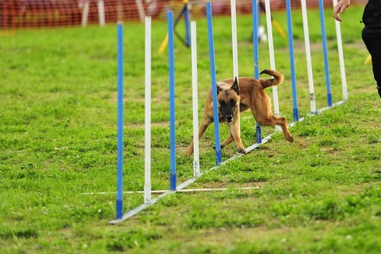 比利時(shí)牧羊犬馬里努阿犬敏捷性測(cè)試