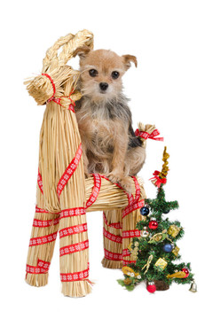 狗對(duì)Santa秸稈raindeer