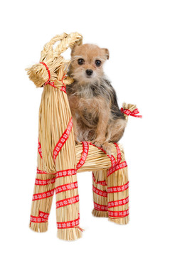 騎在Santa的raindeer圣誕狗