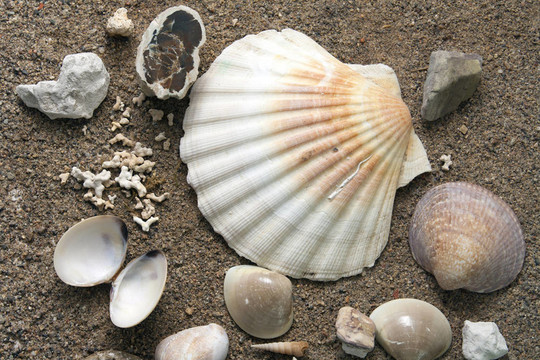 海貝殼