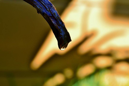 蘆薈葉的雨滴