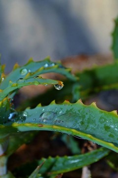蘆薈葉的雨滴