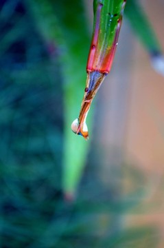 蘆薈葉的雨滴
