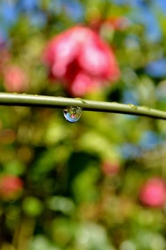 竹草雨滴