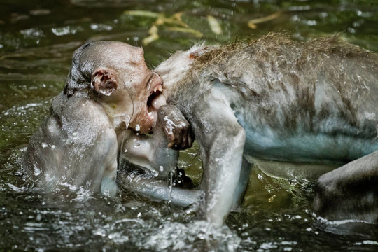 猴（Macaca fascicularis）