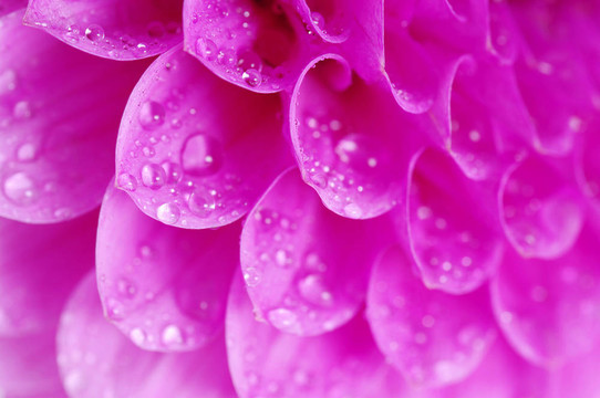 摘要花瓣
