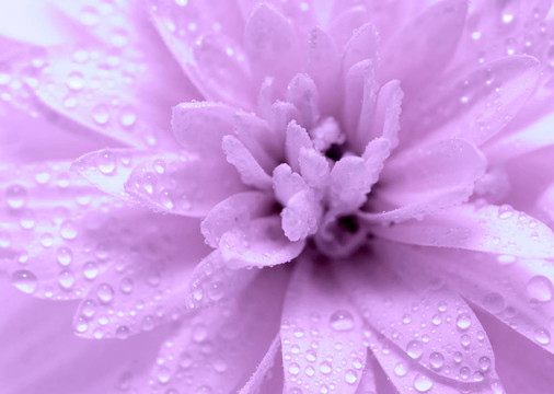 摘要花瓣