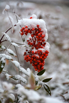 雪里紅果子