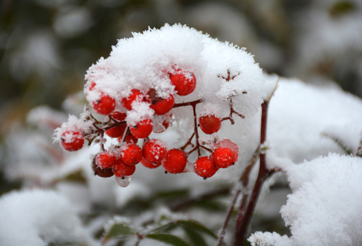 雪里紅果子