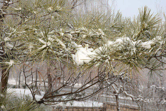 雪景