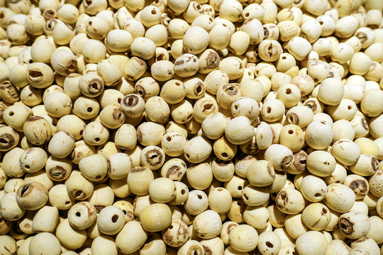 蓮籽 蓮蓬子