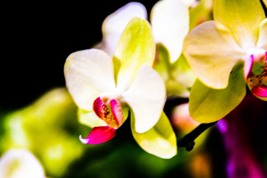 白色蘭花