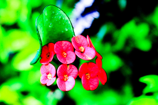 紅花綠葉