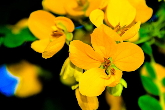 黃花