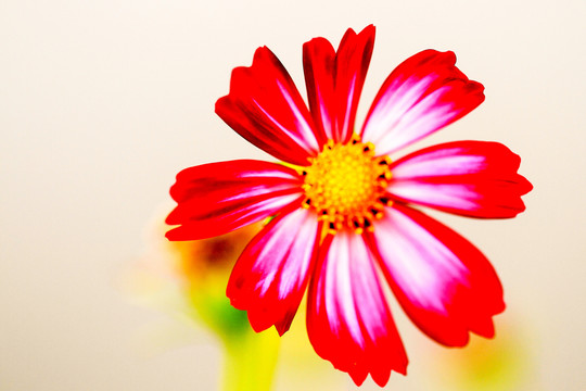紅花