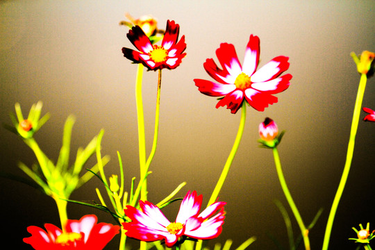 紅花