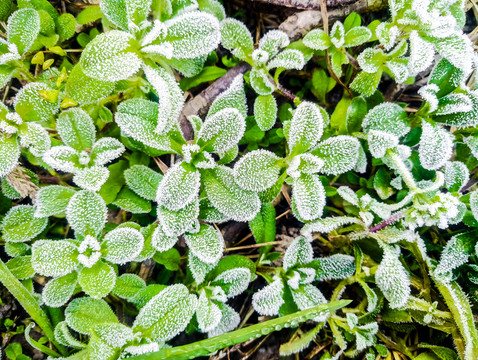 起霜 霜降 掛霜的植物 霧凇