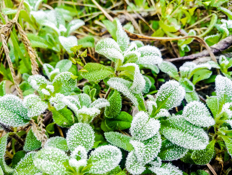 起霜 霜降 掛霜的植物 霧凇