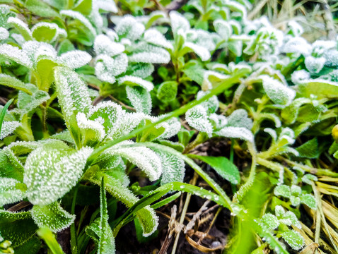 起霜 霜降 掛霜的植物 霧凇