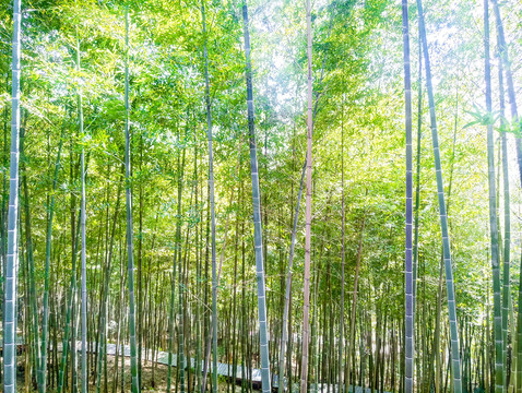 竹林風(fēng)光