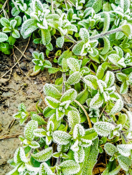 起霜 霜降 掛霜的植物 霧凇