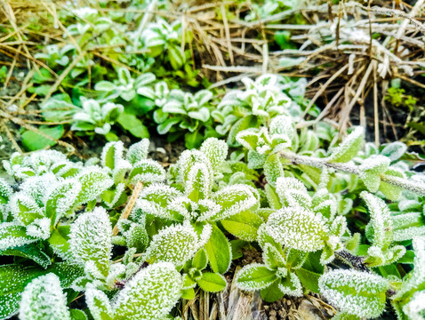 起霜 霜降 掛霜的植物 霧凇