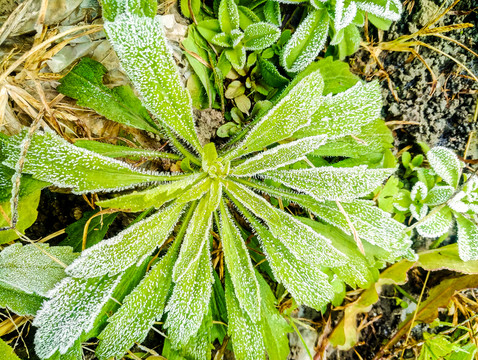 起霜 霜降 掛霜的植物 霧凇