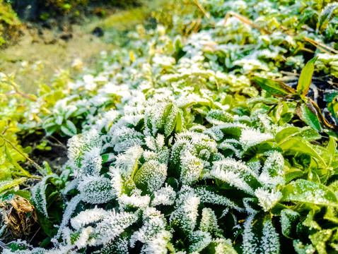 起霜 霜降 掛霜的植物 霧凇