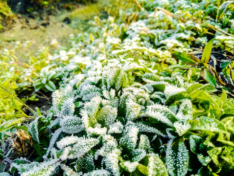 起霜 霜降 挂霜的植物 雾凇