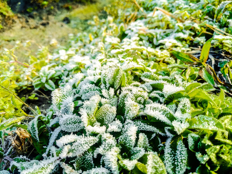 起霜 霜降 掛霜的植物 霧凇
