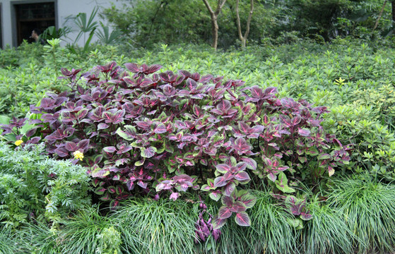 花草