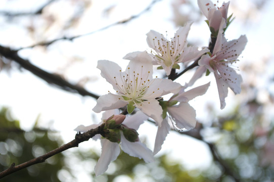 桃花