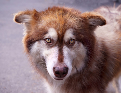 名犬