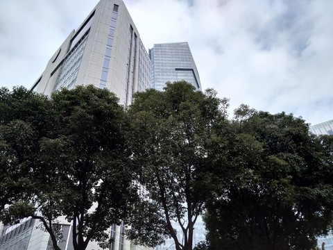 樹木高樓