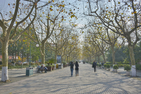 杭州西湖公園大道