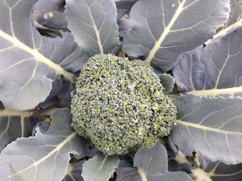 菜花