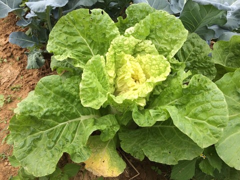 大白菜