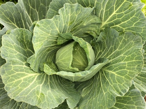 菠菜