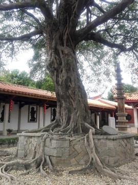 千年老樹