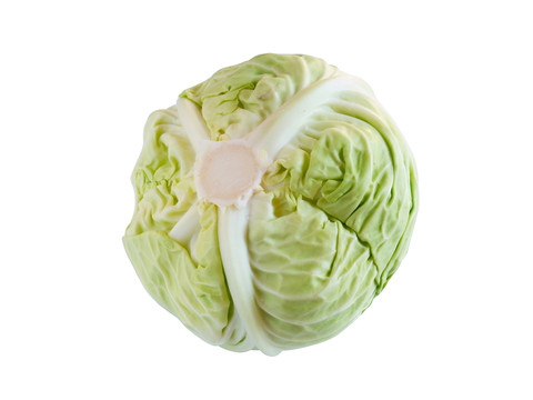 卷心菜