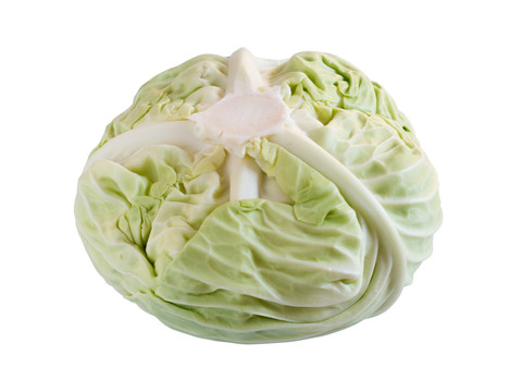 卷心菜