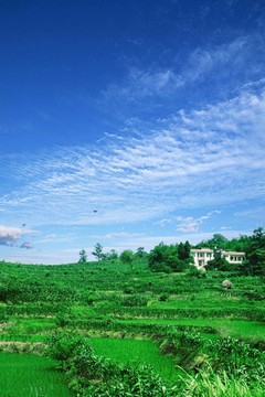 藍天下的梯田