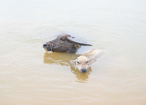 水牛