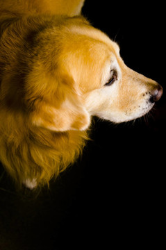 金毛獵犬