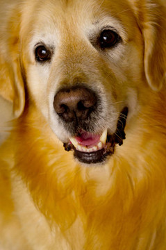 金毛獵犬