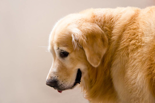 金毛獵犬