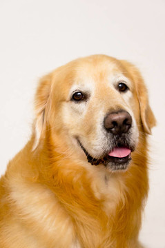 金毛獵犬